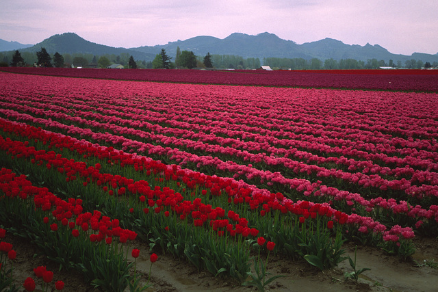Early Morning, Skagit Valley Tulips