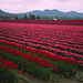 Early Morning, Skagit Valley Tulips