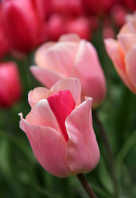 Color-break Tulip Color-break Tulip