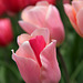 Color-break Tulip