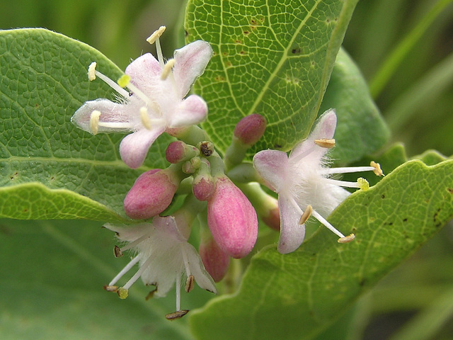 Western Snowberry