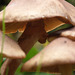 Honey fungus