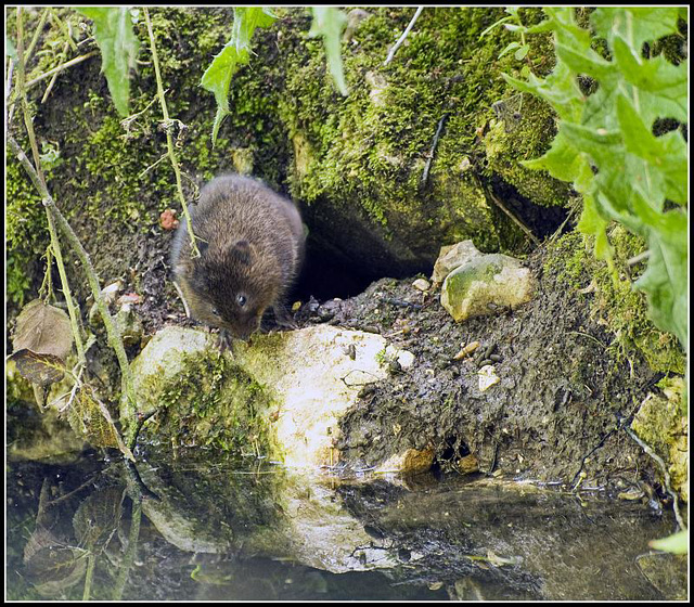 Arundel - Water Vole