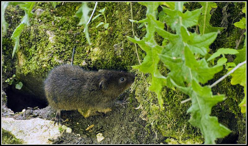 Arundel - Water Vole