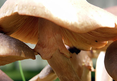 Honey fungus