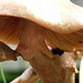 Honey fungus