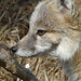 Swift Fox