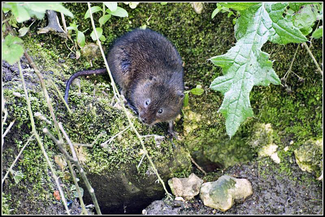 Arundel - Water Vole