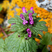 Lamium amplexicaule