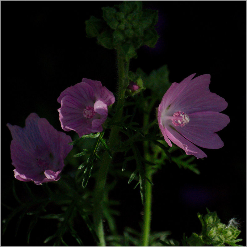 Mallow