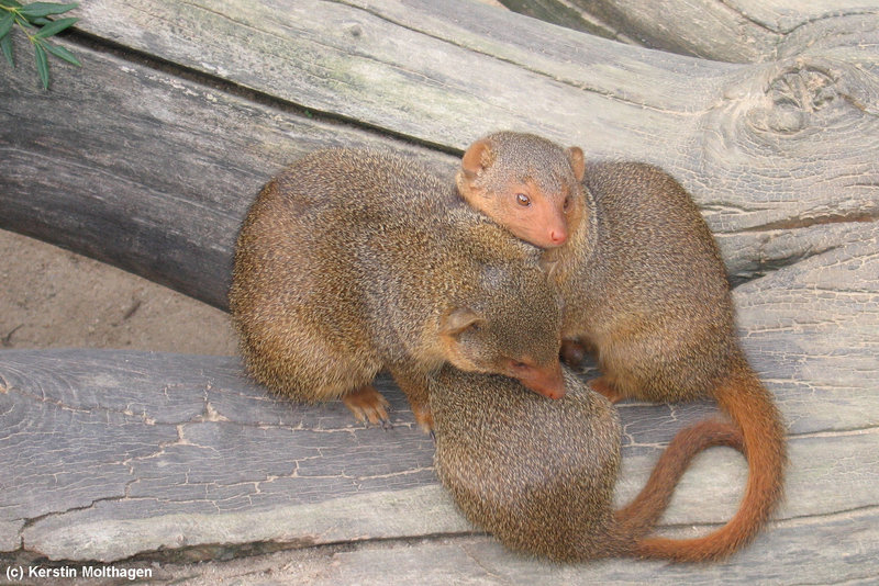 Zwergmangusten (Opel-Zoo)