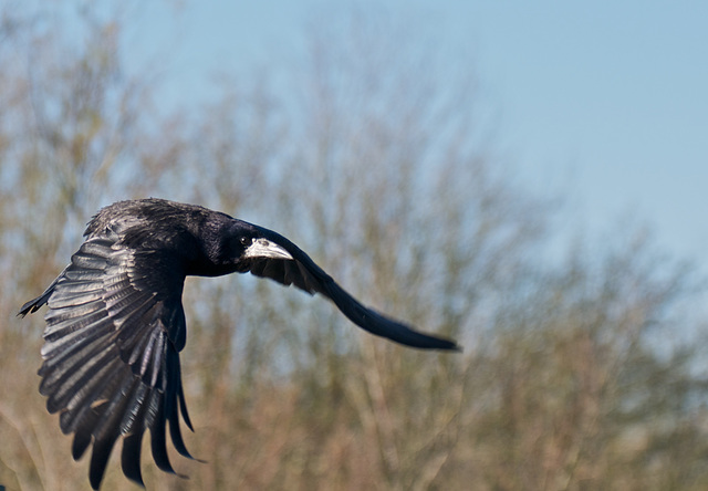 As the Rook flies (2)