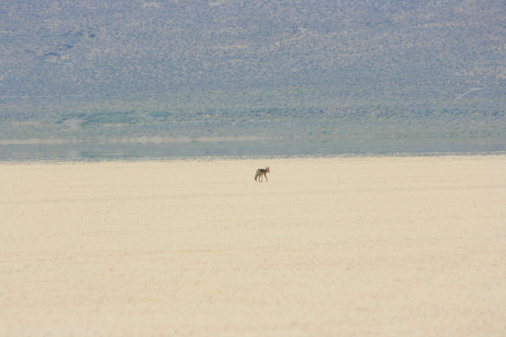 Lost coyote, Alvord Desert