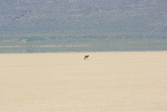 Lost coyote, Alvord Desert
