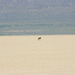 Lost coyote, Alvord Desert