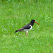 Animals around the office – Oystercatcher