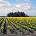 Skagit Valley Daffodils