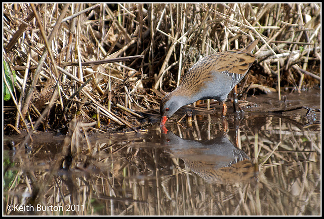 Water Rail.....WWT Arundel