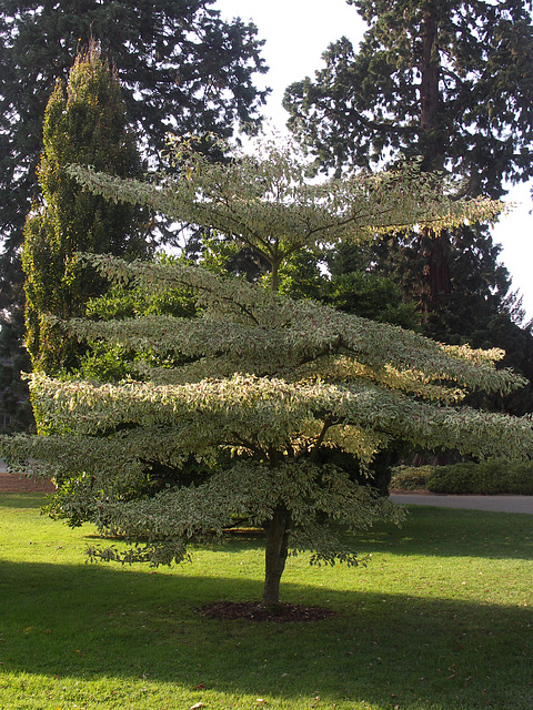 Cornus controversa