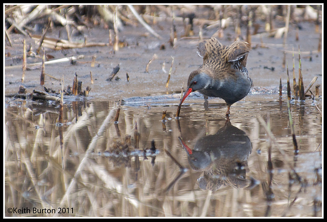 Water Rail.....WWT Arundel