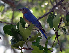 Mr Eastern Bluebird