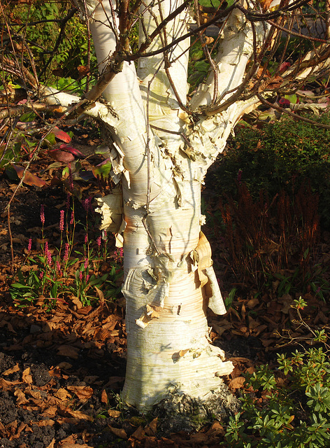 Betula
