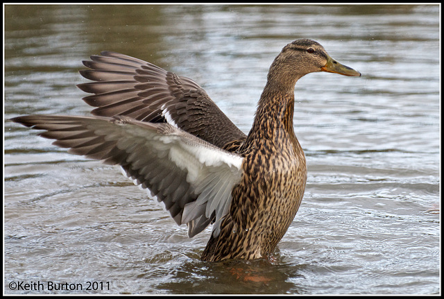 In a flap!!