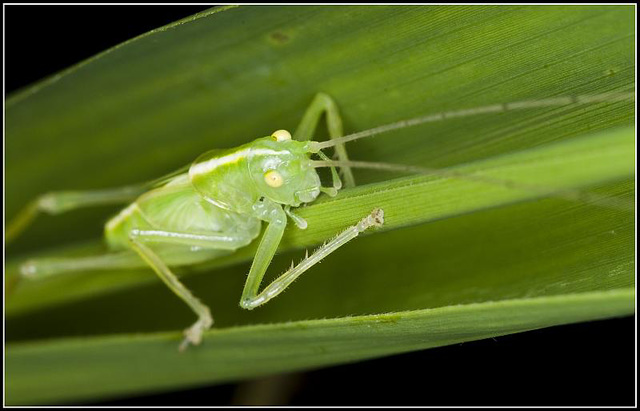 Cricket