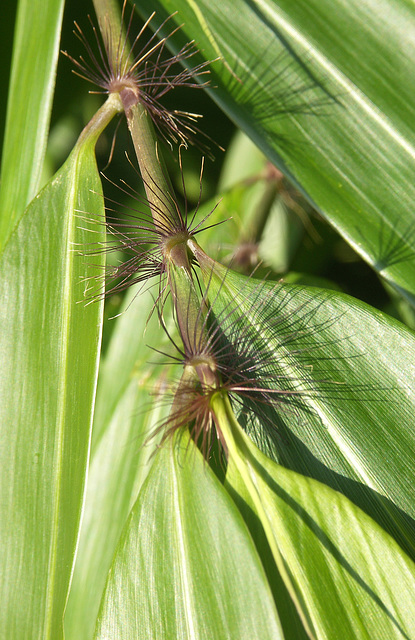 Bristly bamboo