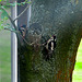 Great Spotted Woodpecker