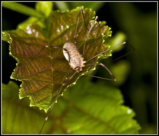 Harvestman Spider