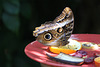 Blue morpho feeding