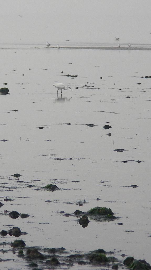 Little Egret