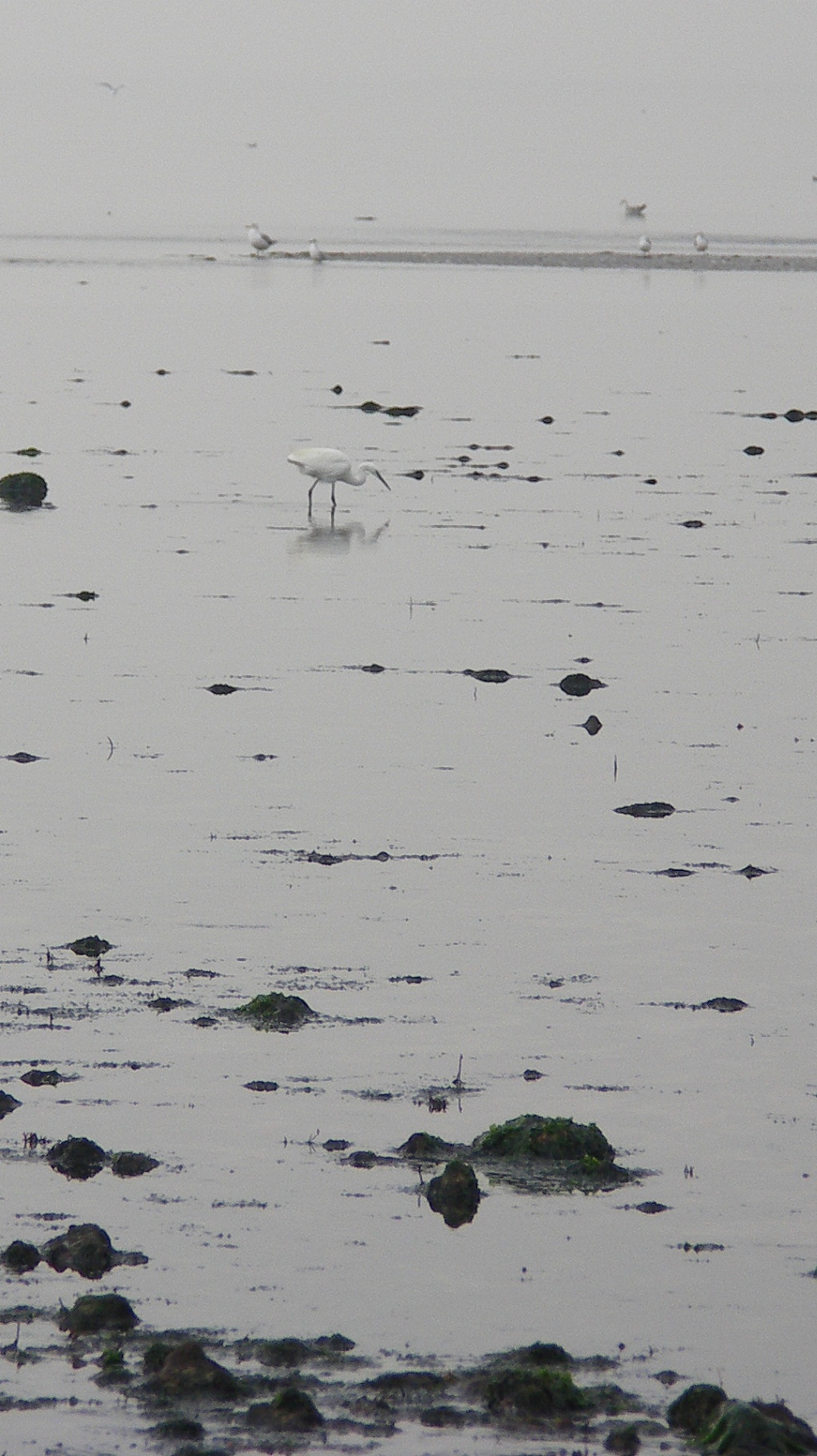 Little Egret Little Egret