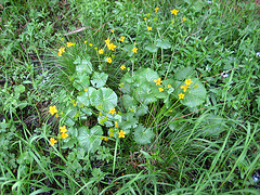 Sumpfdotterblume [Caltha palustris]