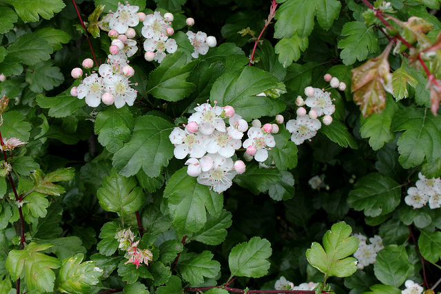 Crataegus ( x media 'Gireoudii' ? )