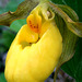 Large Yellow Lady's Slipper (Cypripedium parviflorum var. pubescens)