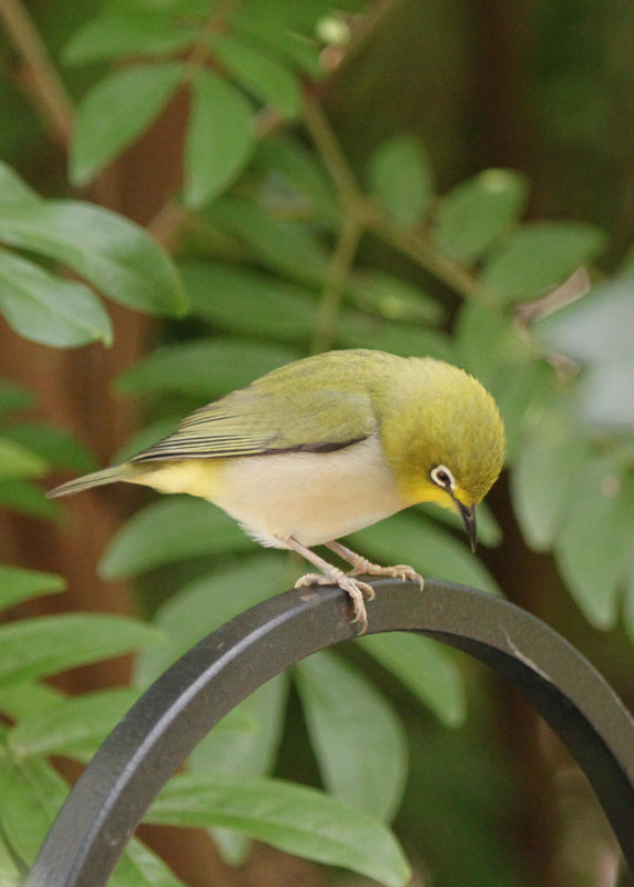 Oriental White-eye