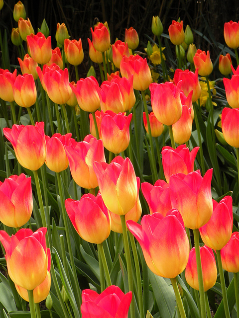 Skagit Valley Tulips Skagit Valley Tulips