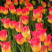 Skagit Valley Tulips