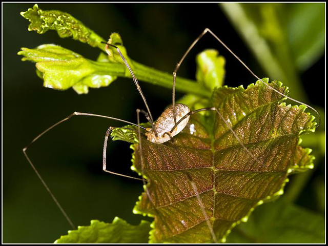 Harvestman Spider