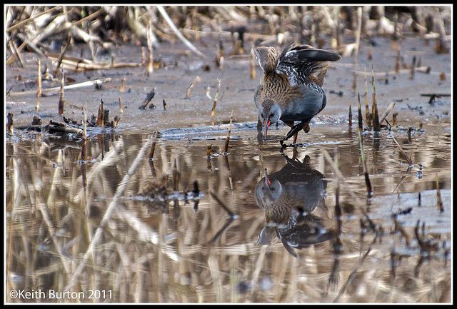 Water Rail.....WWT Arundel