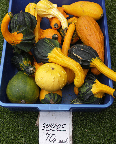 Gourds 3