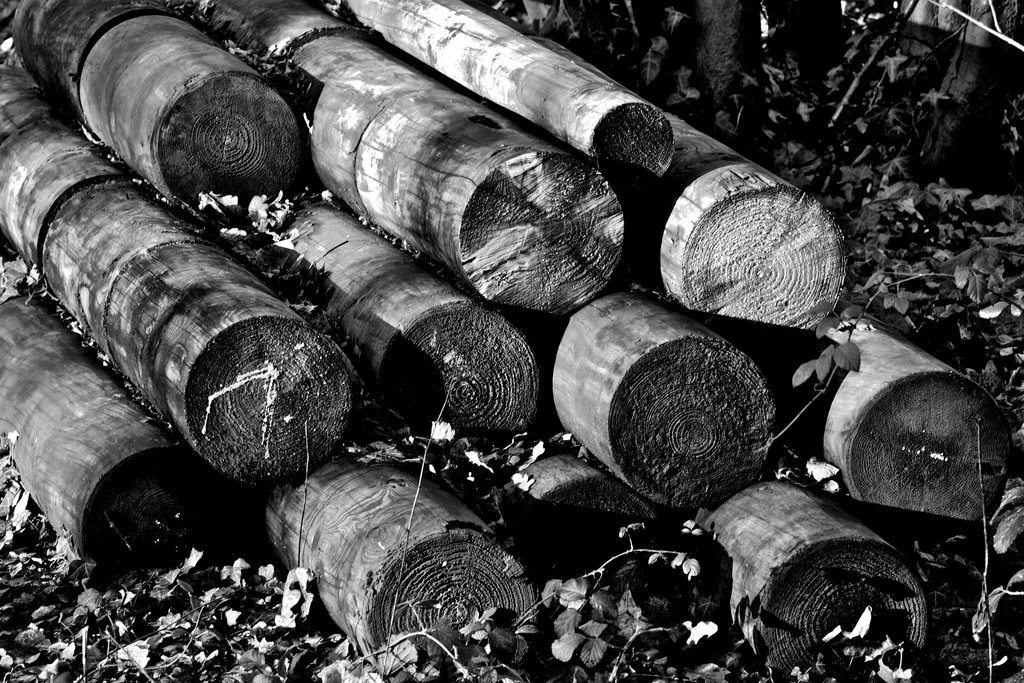 Lots of logs!