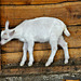 Boerderij 't Geertje – Young goat