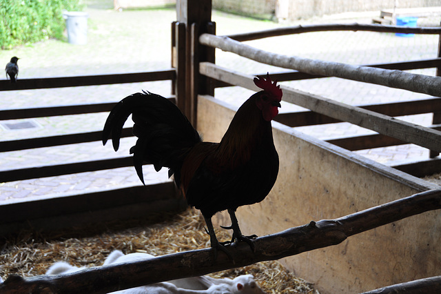 Boerderij ‘t Geertje – Rooster