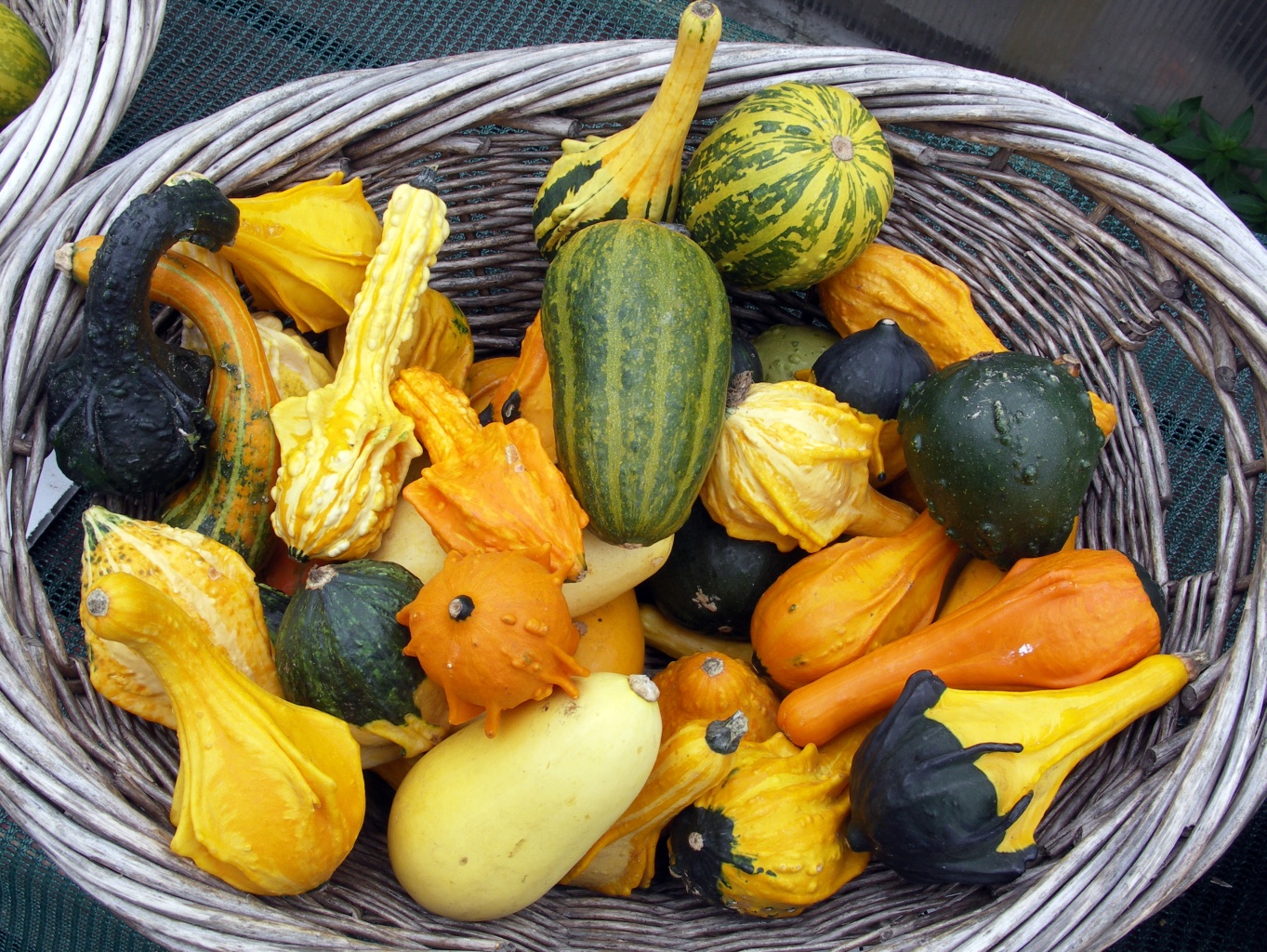 Gourds 1