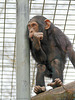 Schimpansenkind (Tierpark Schwaigern)