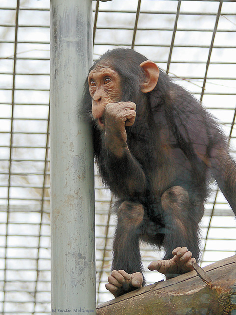 Schimpansenkind (Tierpark Schwaigern)