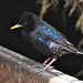 Boerderij 't Geertje – Common Starling